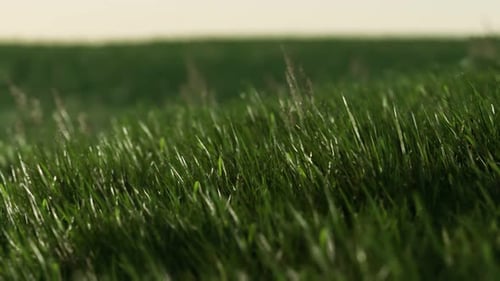 Grünes frisches Gras als schöner Hintergrund