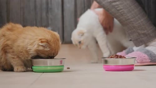 Two Cats Eat Dry Food From Metal Bowls