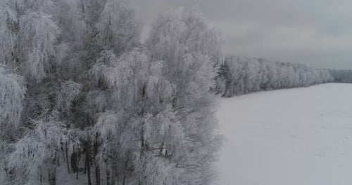 Winter Landscape Forest Field