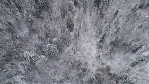 Winter Landscape with Forest