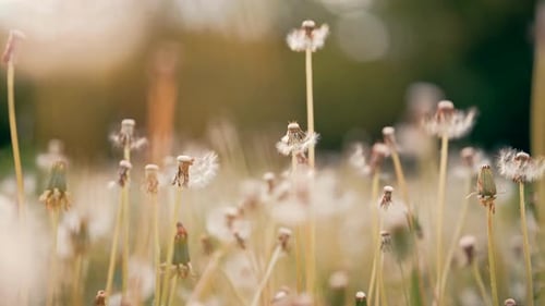 Beautiful Lawn Nature Dandelions Field Background Ripened Fluffy Plants Some of Them are Without