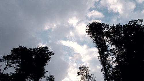 Trees Silhouetted Against Cloudy Sky