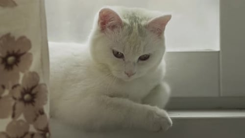 White Cat Grooming on Window Sill