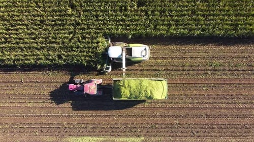 Combine Harvesting Corn Crop from Above