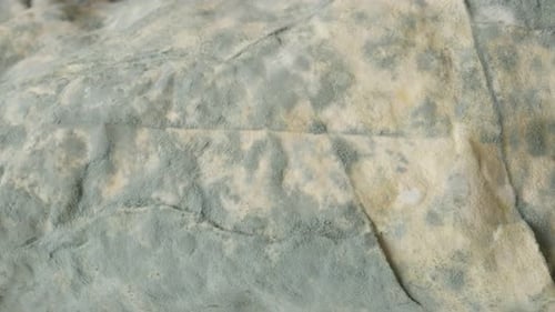 Close-up of blue color mould on bread surface 4K 2160p 30fps UltraHD panning footage - Phyllo d