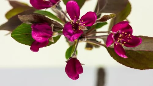 Apple Flower Blossoming 1
