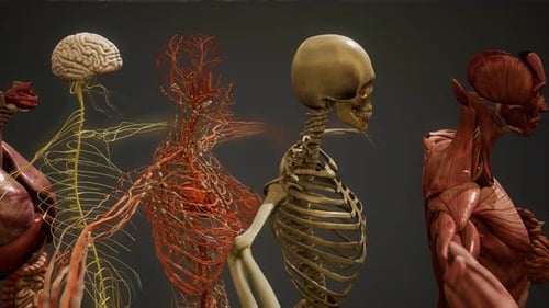 Animated 3D Human Anatomy Systems Rotating Medical Display