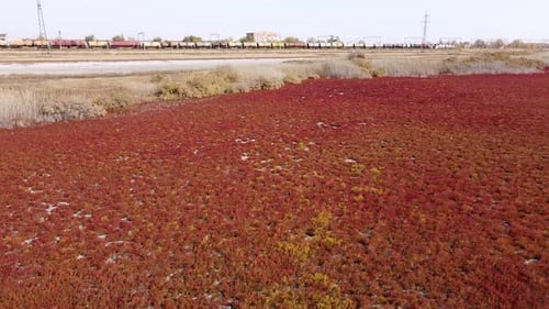 Aerial View of Red Plants by Railway Tracks