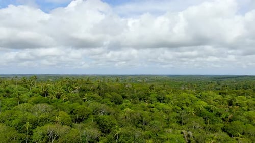 Vue aérienne de la forêt tropicale, jungle de Praia Do Forte, Brésil.