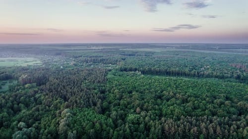 Flying Over Green Trees Forest