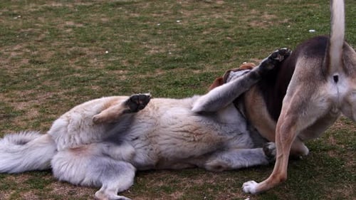 Two Stray Dogs Playing On Green Grass