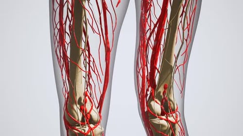 Science Anatomy of Human Blood Vessels