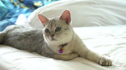 Gray Cat Relaxing on a White Bed