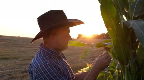 Farmer Inspects Corn Crop at Sunset in Rural Field