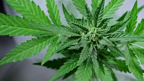 Close Up of Marijuana Plant With Smoke