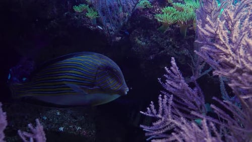 Colorful Tropical Fish Swimming Among Coral Reef