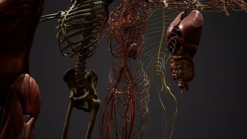 Detailed Human Anatomy Systems 3D Animation