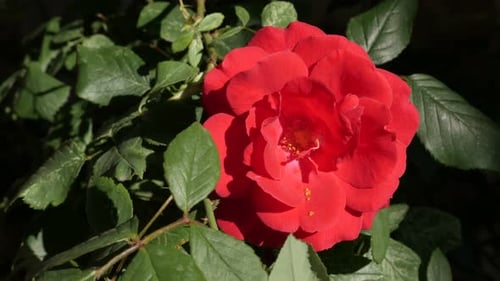 Red Rose climbing flower and green shrub leaves 4K 2160p 30fps UltraHD footage - Close-up of red Ro