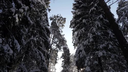 Light Forest