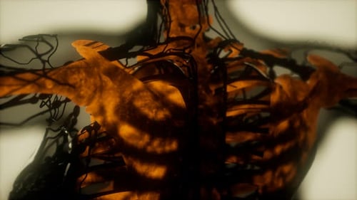 Human Skeleton Bones Scan Glowing