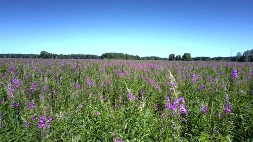 Fast Motion Above Violet Blooming Field Under Clear Blue Sky