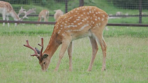 Spotted Deer Grazing Peacefully in a Rural Meadow