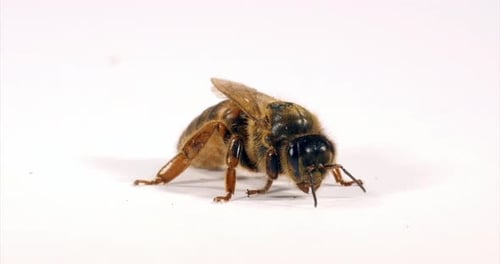 Europäische Honigbiene, Apis Mellifera, Queen Grooming vor weißem Hintergrund, Normandie, Echtzeit 4K