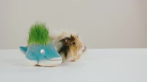 Mascota divertida jugando con un juguete