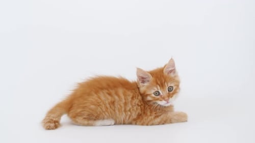 Adorable Orange Kitten Lying on White Background