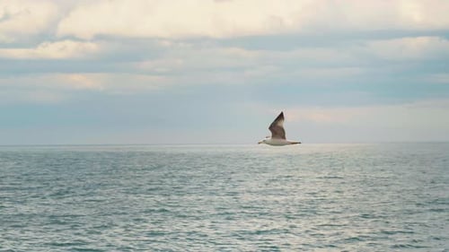 View of a seagull across the wide blue sea