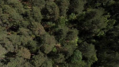 Bird's Eye View of Beautiful Green Forest Aerial Shot. Aerial View . The Camera Looks Down