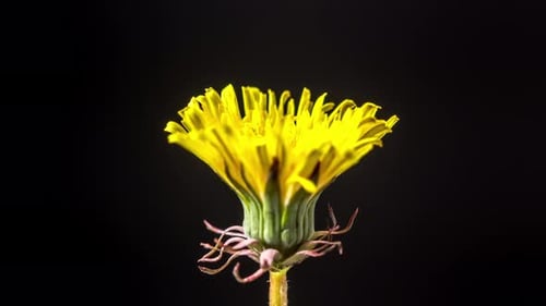 Pusteblume Blossom Timelapse