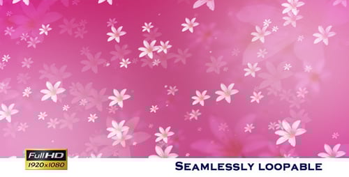 Pink Romantic Falling White Flowers Background Loop