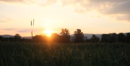 Sunset On The Field 2