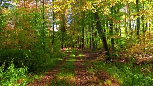 Walking in the autumn forest in sunny day, Poland