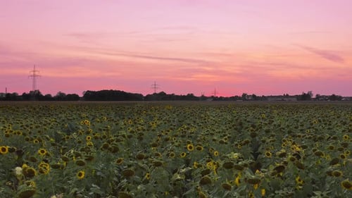 Concept for the wonderful nature. Cinematic drone flight over a huge field of sunflowers while the s