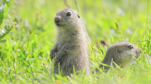 Mountain Caucasian Ground Squirrel or Elbrus Ground Squirrel Spermophilus Musicus