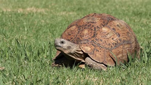 Leopard Tortoise On Green Grass