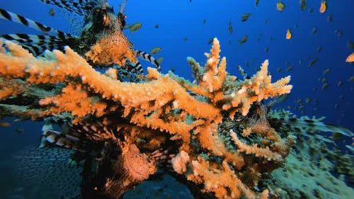 Feuerfisch aus dem Roten Meer