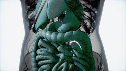 3D Animation of Human Internal Organs Scan