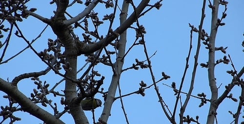 Blaumeise