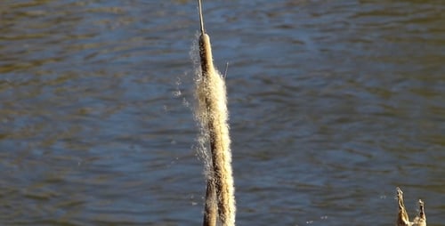 Close up Rush (Typha) 1