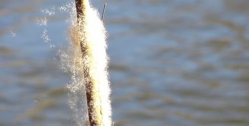 Close up Rush (Typha) 2