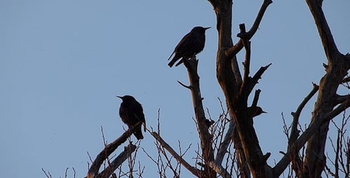 Common Blackbird