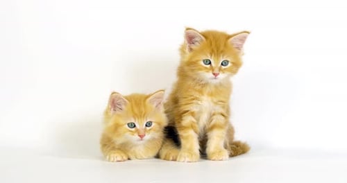 Cream Blotched Tabby Maine Coon Hauskatze, Kätzchen vor weißem Hintergrund,