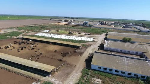 Luftaufnahme eines Kuhstalls mit Vieh- und Silolager mit Bulldozern im Sommer