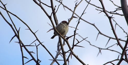 Sparrow
