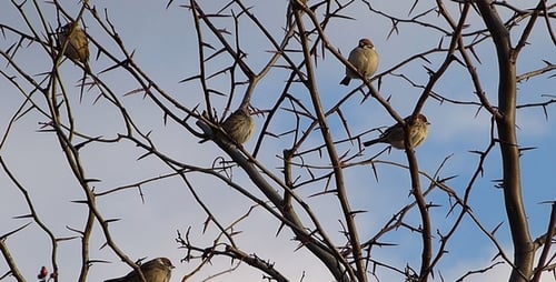 Sparrows 1