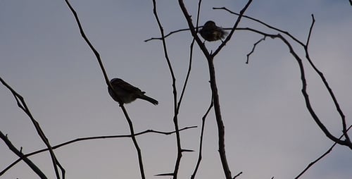 Sparrows 2