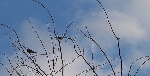 Sparrows 3